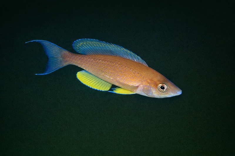 Cyprichromis pavo 'Fulwe Rocks'